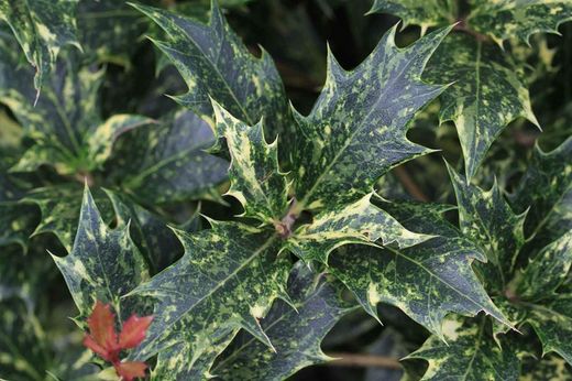 Falso acebo, Osmanthus tricolor