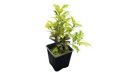 Falso acebo, Osmanthus tricolor
