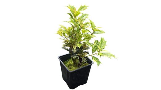 Falso acebo, Osmanthus tricolor