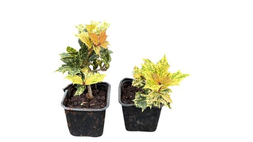 Falso acebo, Osmanthus tricolor