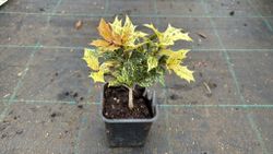 Falso acebo, Osmanthus tricolor