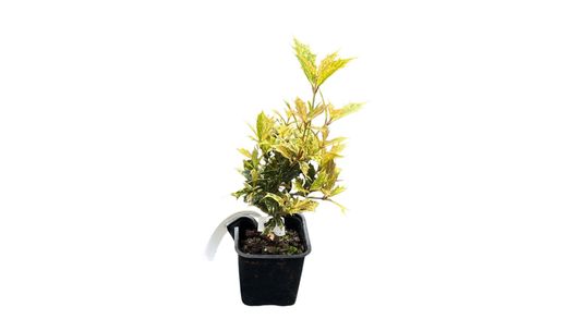 Falso acebo, Osmanthus tricolor