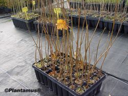 Banana falsa, pradairo, Acer pseudoplatanus