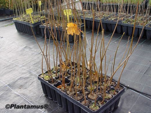 Banana falsa, pradairo, Acer pseudoplatanus