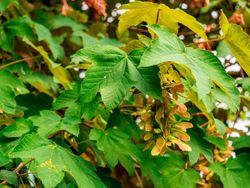 Banana falsa, pradairo, Acer pseudoplatanus