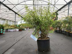 Fargesia angustissima