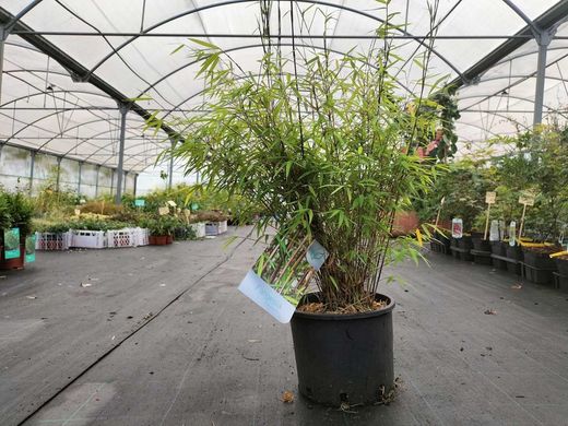 Fargesia angustissima