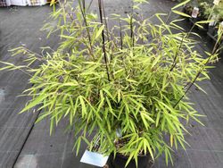 Fargesia angustissima