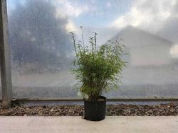 Fargesia angustissima