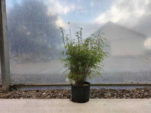 Fargesia angustissima