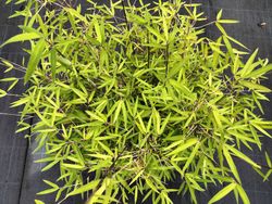 Fargesia angustissima