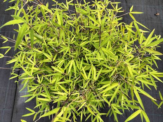 Fargesia angustissima