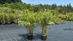 Fargesia robusta ‘Pingwu’: bambú no invasivo