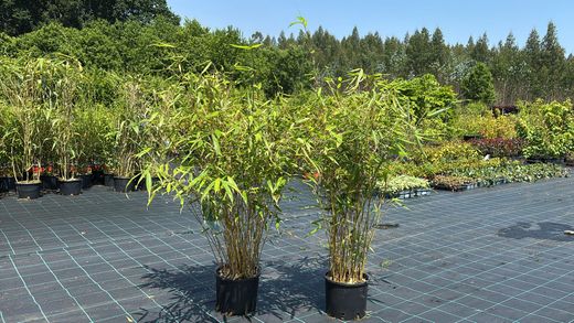 Fargesia robusta ‘Pingwu’: bambú no invasivo