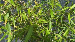 Fargesia robusta ‘Pingwu’: bambú no invasivo