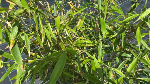 Fargesia robusta ‘Pingwu’: bambú no invasivo