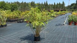 Fargesia robusta ‘Pingwu’: bambú no invasivo