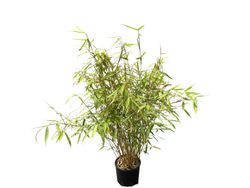 Fargesia robusta ‘Pingwu’: bambú no invasivo