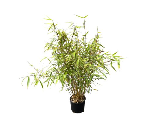 Fargesia robusta ‘Pingwu’: bambú no invasivo