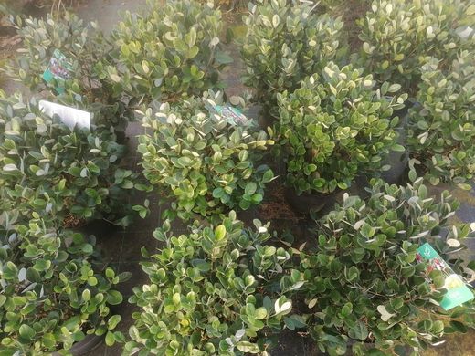 Guayabo del brasil. Feijoa sellowiana