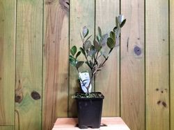 Goiaba do Brasil. Feijoa sellowiana