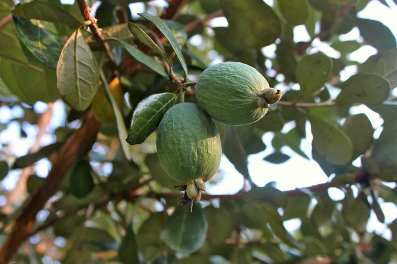 le pouvoir des feuilles de goyave | Tienda de Fruta