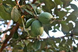 Goiaba do Brasil. Feijoa sellowiana