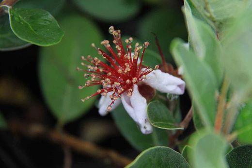 Guayabo del brasil. Feijoa sellowiana