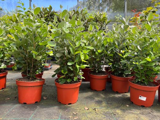 Guayabo del brasil. Feijoa sellowiana