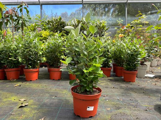 Guayabo del brasil. Feijoa sellowiana