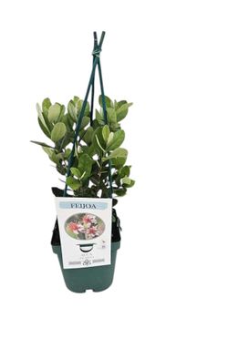 Guayabo del brasil. Feijoa sellowiana