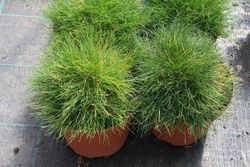 Festuca gautieri