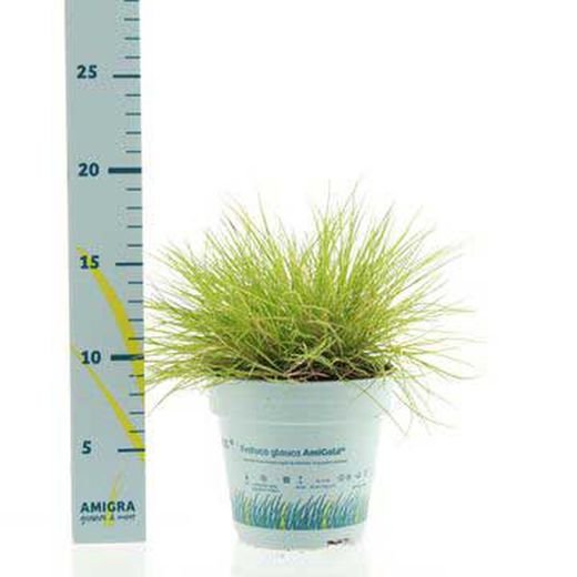 Festuca Glauca Amold