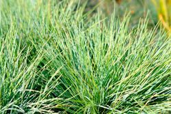 Festuca Glauca Amold