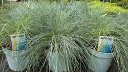 Festuca glauca