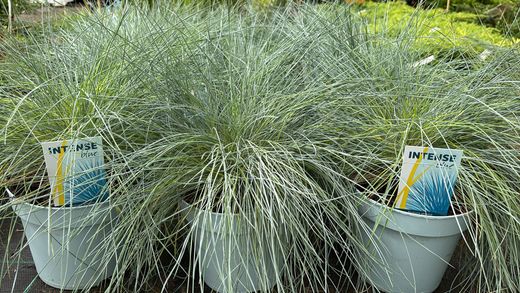 Festuca glauca