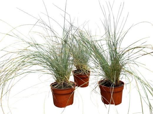 Festuca de Glauca