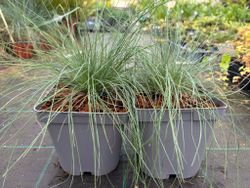 Festuca glauca