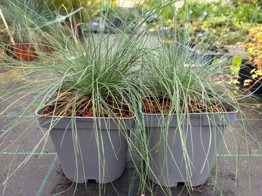 Festuca glauca