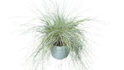 Festuca glauca