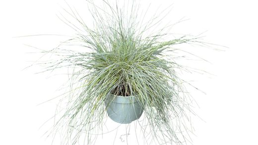 Festuca glauca