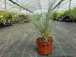 Festuca de Glauca