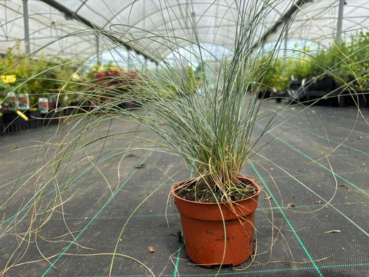 Festuca de Glauca