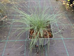 Festuca glauca