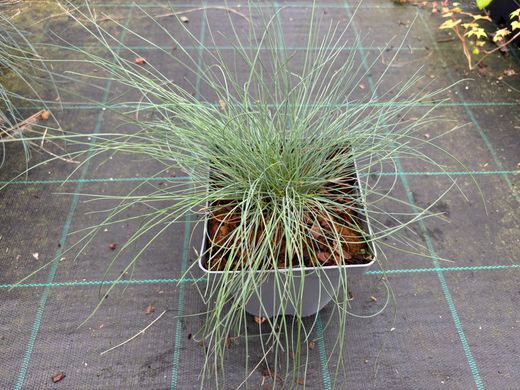 Festuca glauca