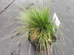 Festuca walberla