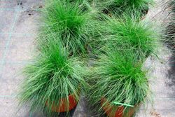 Festuca walberla
