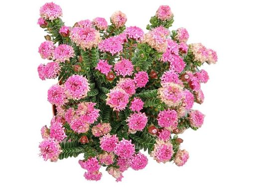 Flor de arroz, Pimelea ferruginea