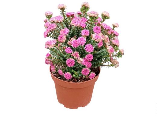 Flor de arroz, Pimelea ferruginea