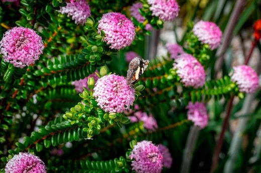 Flor de arroz, Pimelea ferruginea